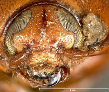 Media type: image;   Entomology 9289 Aspect: head frontal view